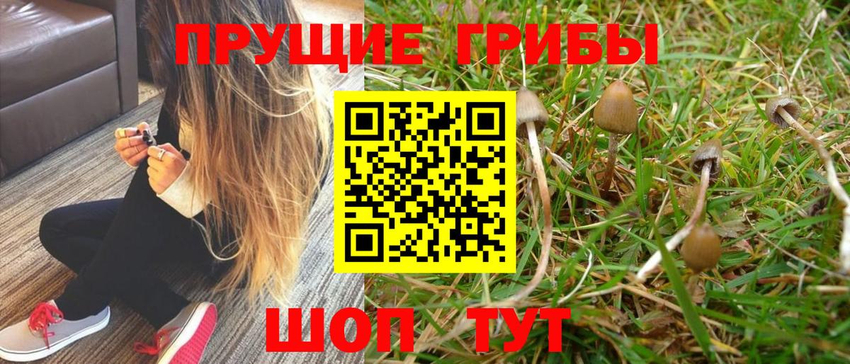 Ипатово  Галлюциногенные грибы Cubensis  Псилоцибиновые грибы ЛСД  Вход с VPN 